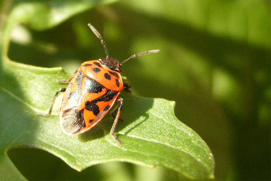 Eurydema ornata e E. ventralis